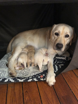 Fernola - Labrador Retriever - Portée née le 25/12/2023