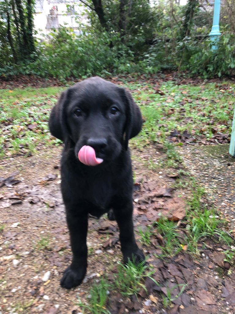 Fernola - Chiots disponibles - Labrador Retriever